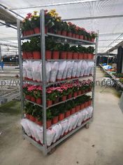 Grow Seeding HDG Duński wózek do kwiatów W565mm Półki na rośliny domowe