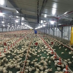 Ocynkowany ogniowo automatyczny sprzęt do hodowli zwierząt drobiowych do hodowli kurczaków