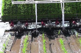 Maszyna do plantacji ryżu o mocy 3,68 kW, 6-rzędowa sadzarka do sadzenia niełuskanego ciągnika