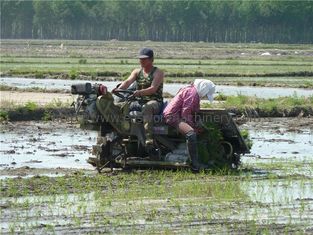 Rolnictwo 6 rzędów Niełuskana maszyna do przesadzania, 300 mm mini sadzarka do ryżu